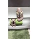 Gucci Shoes: Top Quality